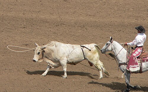 lasso