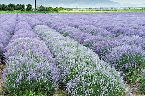 lavender