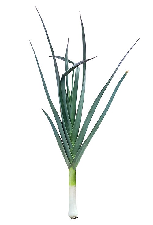 leek