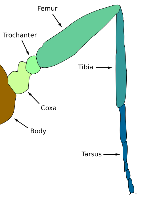 leg