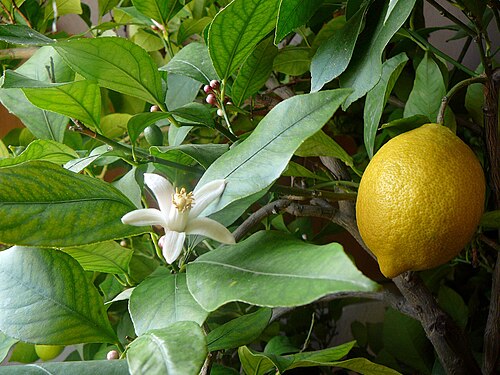Of a pale, bright yellow, the colour of the fruit's skin.