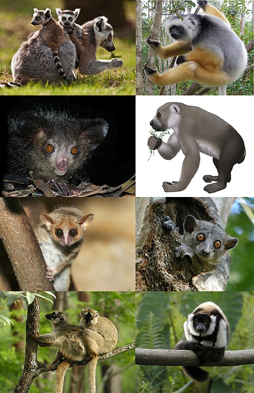 lemur