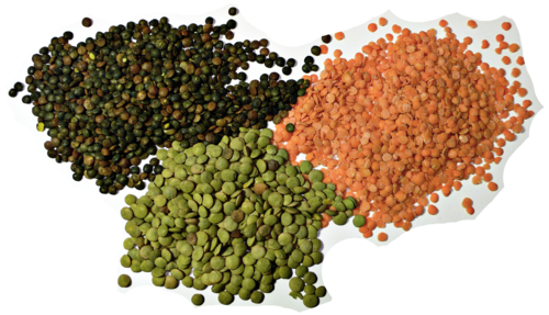 lentil