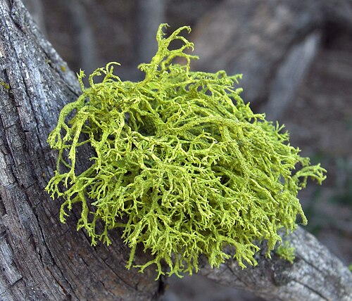 lichen