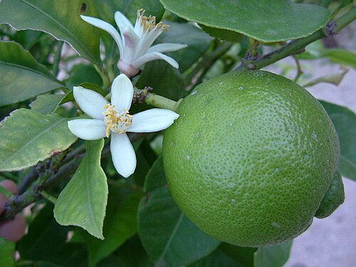 lime