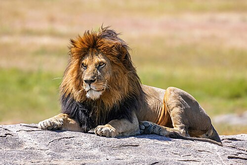 lion