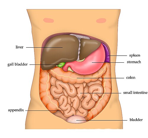 liver