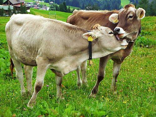 livestock