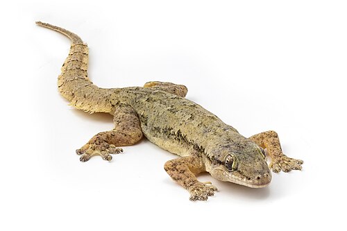 lizard