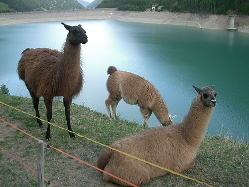 llama