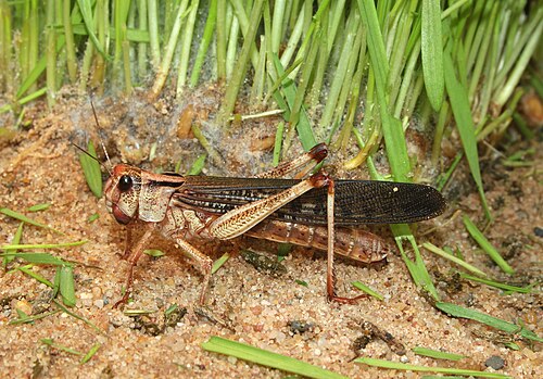locust