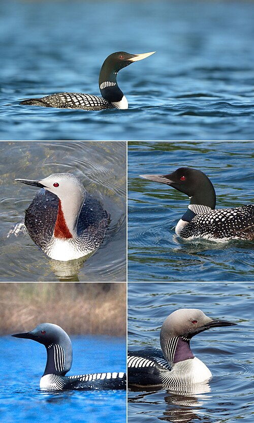 loon