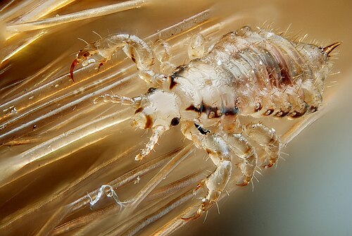 louse