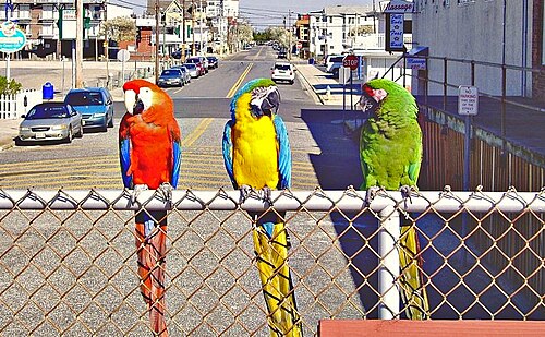 macaw