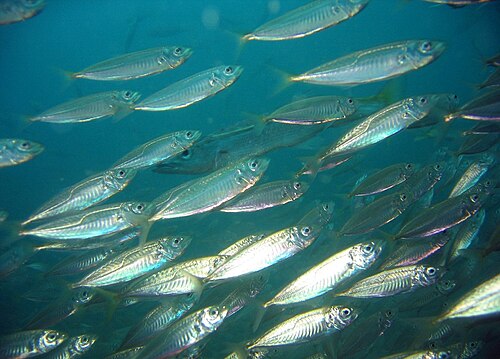 mackerel