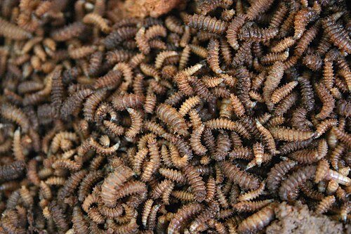 maggot