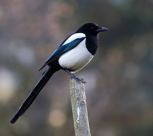 magpie
