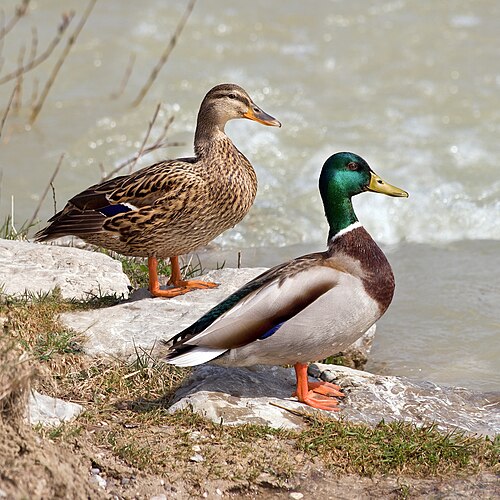 mallard