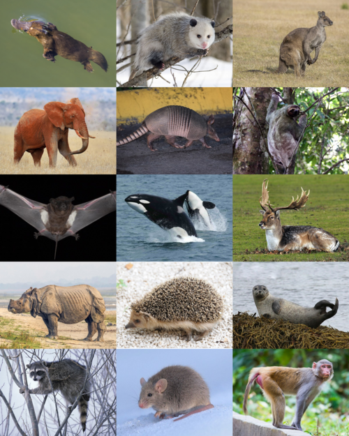 mammal