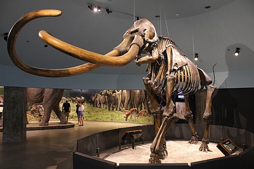 mammoth
