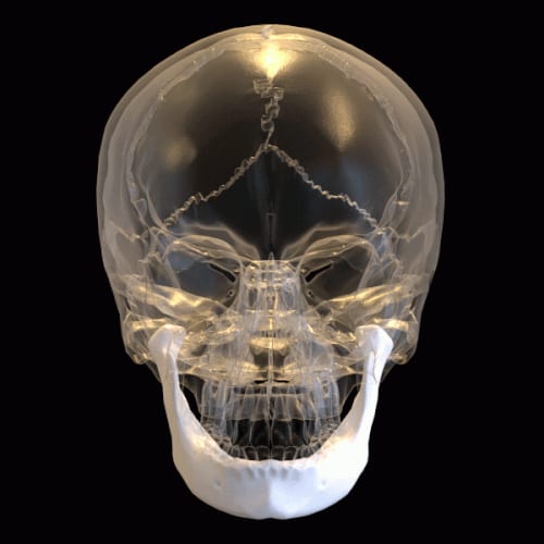 mandible