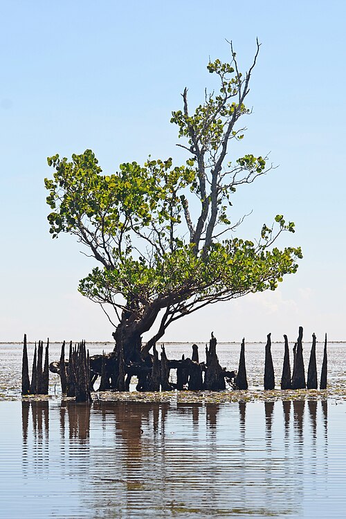 mangrove tree