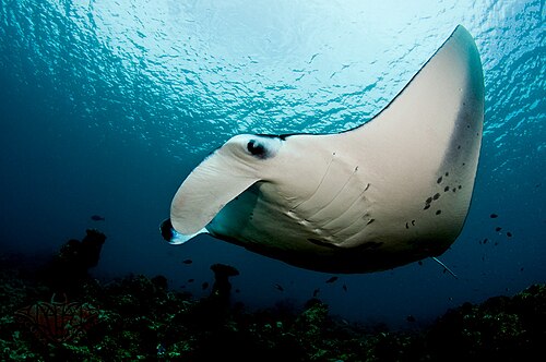 manta ray