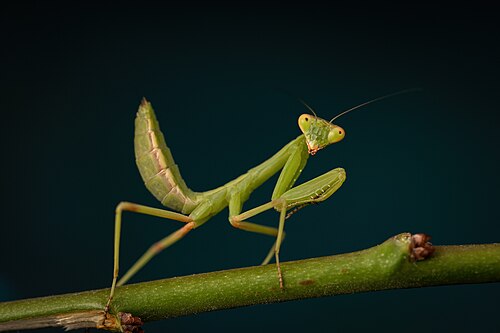 mantis