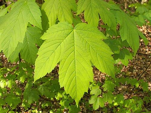 maple