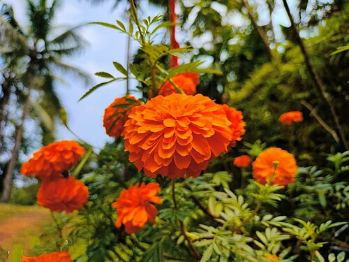 marigold