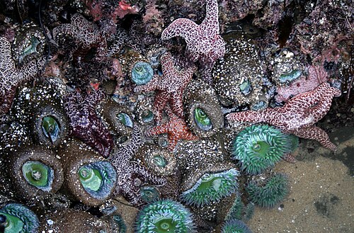 marine biology