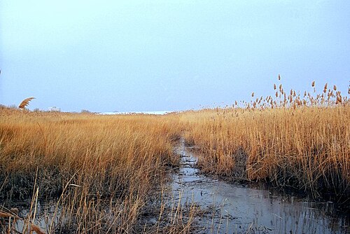 marsh