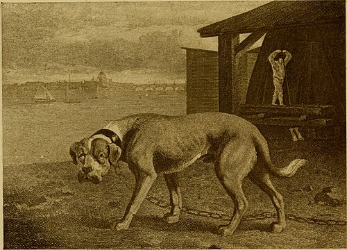 mastiff