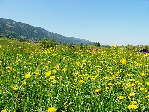 meadow