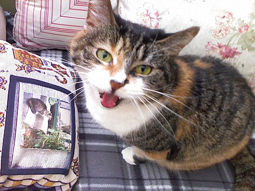meow