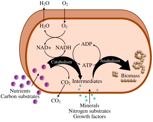 metabolism