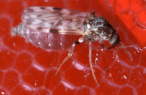 midge