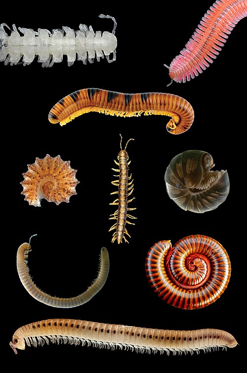 millipede