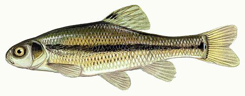 minnow