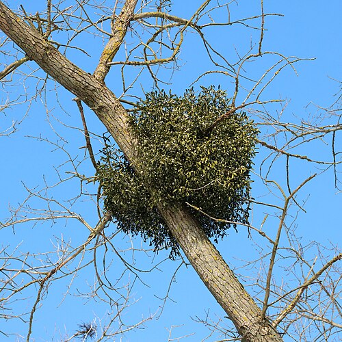 mistletoe
