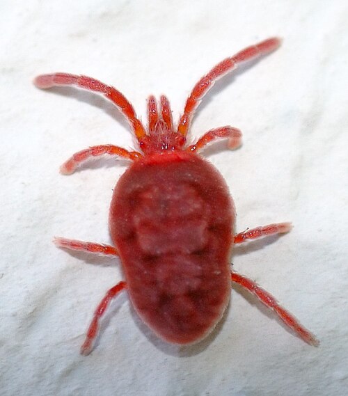 mite