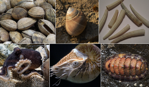 mollusc