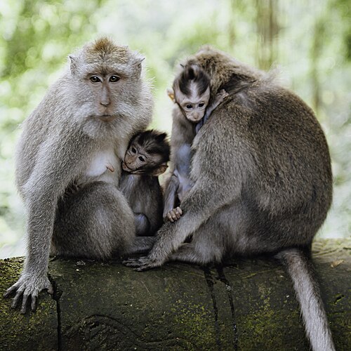 monkey
