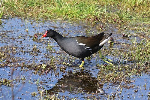 moorhen