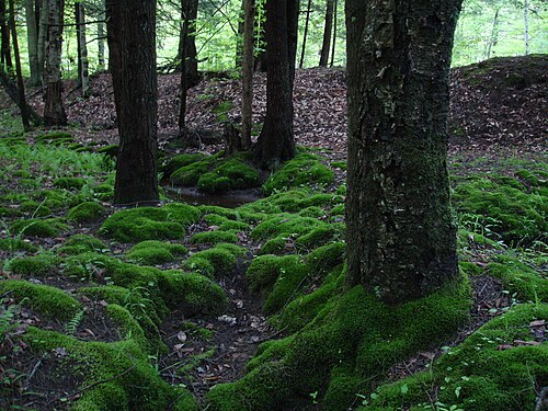 moss
