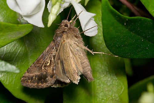 moth