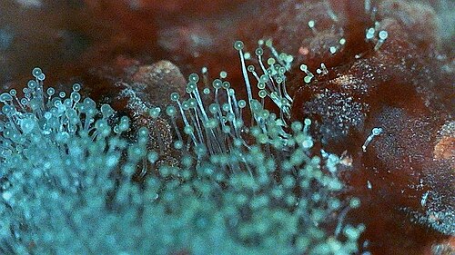 mould