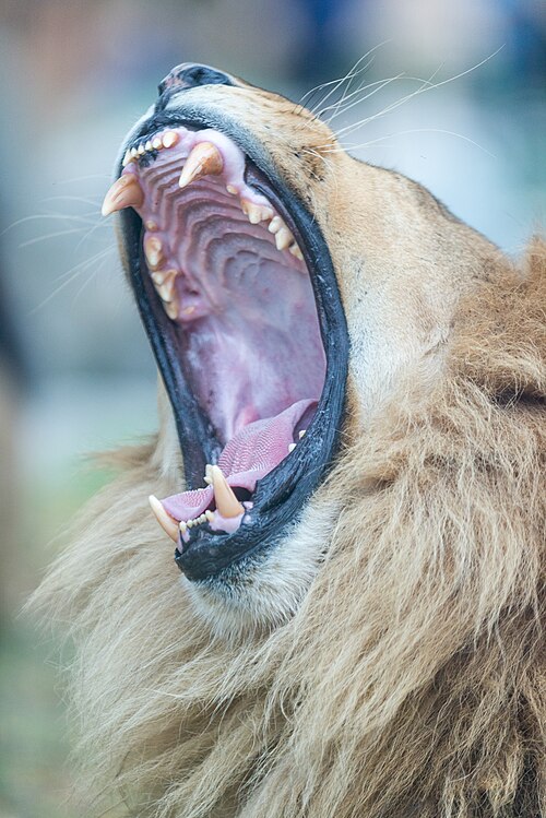 mouth