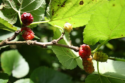 mulberry