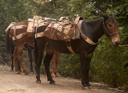 mule